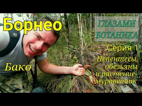 Видео: НЕПЕНТЕСЫ, ОБЕЗЬЯНЫ И РАСТЕНИЕ-МУРАВЕЙНИК / Нацпарк Бако на Борнео