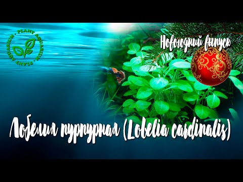Видео: Лобелия пурпурная Lobelia cardinalis