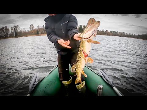 Видео: Поймали щуку с дырявым брюхом
