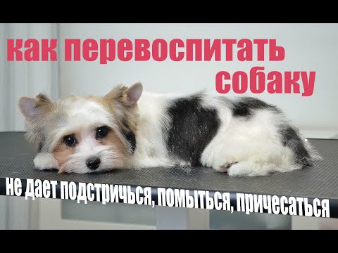 Видео: Собака не дает себя расчесать, погладить! Как ее перевоспитать и что делать в такой ситуации?!