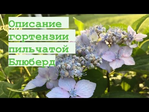 Видео: Пильчатая гортензия Блюберд 🌸 Настоящие размеры на третий год 🌸