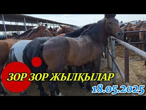 Видео: ЖЫЛҚЫ БАЗАР / ЖАМБЫЛ АС-ЕР МАЛ БАЗАР