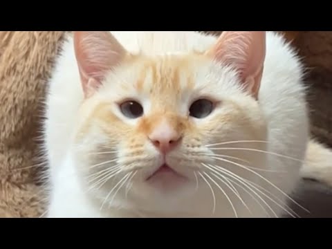 Видео: Спасённый кот умнее, чем кажется