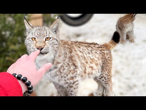 Видео: НЕОЖИДАННО! ВЫКУПЛЕННАЯ рысь Ева ДАЛА СЕБЯ ПОГЛАДИТЬ! Она начинает доверять! ❤️ рысь Тимка любит Еву