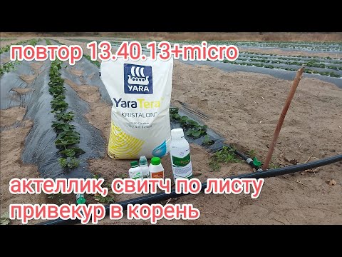 Видео: Уход за клубникой осенью, разгоняем корень, защита от насекомых и гнилей на клубнике