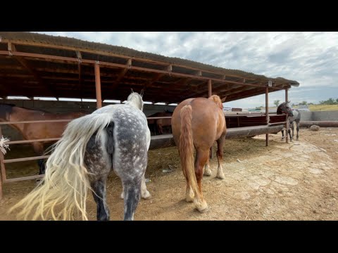 Видео: Росиядан келген палуан зор биелер😱😱шымкент мал базар15.06.2022