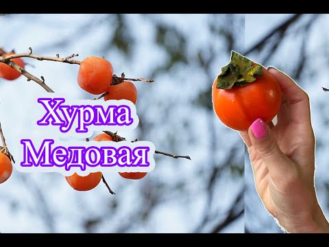 Видео: Honey Persimmon  /  Хурма Медовая