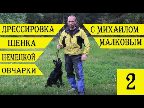 Видео: Дрессировка щенка немецкой овчарки с Михаилом Малковым  Первые шаги #2