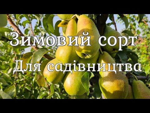 Видео: Зимові сорти груші для зберігання.Врожайна.Солодка.Груша Амфора.