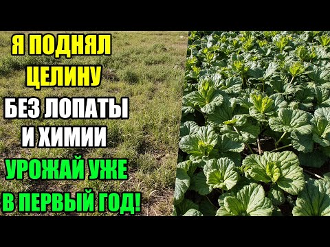 Видео: Как поднять целину без перекопки, гербицидов и лишних усилий