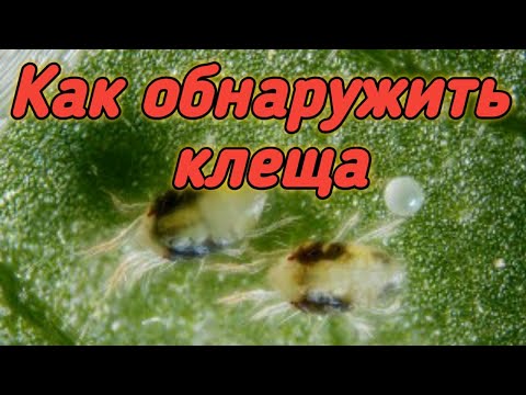 Видео: Клещ на клубнике. Как обнаружить без микроскопа? Belklubnika.by