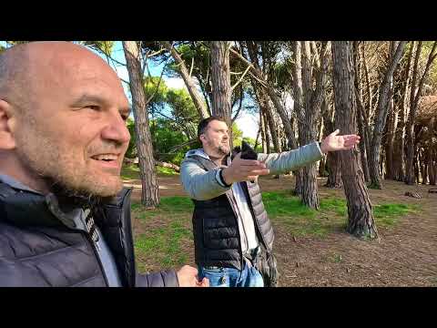 Видео: Энергетический лес в Мирамаре.