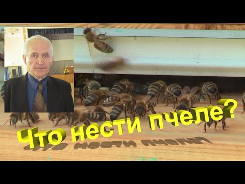 Видео: Профессор Кашковский: Что пчела решает принести?