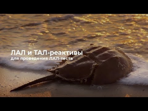 Видео: ЛАЛ и ТАЛ-реактивы для проведения ЛАЛ-теста