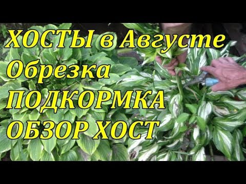 Видео: ХОСТЫ . Обрезка , уход после цветения.