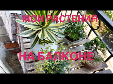 Видео: Обзор растений на моем балконе! Лето 2024