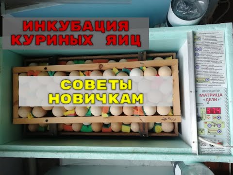 Видео: ИНКУБАЦИЯ КУРИНЫХ ЯИЦ СОВЕТЫ НОВИЧКАМ