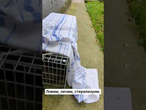 Видео: Санкт Петербург, помощь по телефону указанному в описании канала