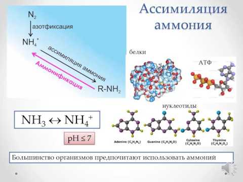 Видео: Цикл азота: нитрификация, анаммокс, дентрификация, ДВНА