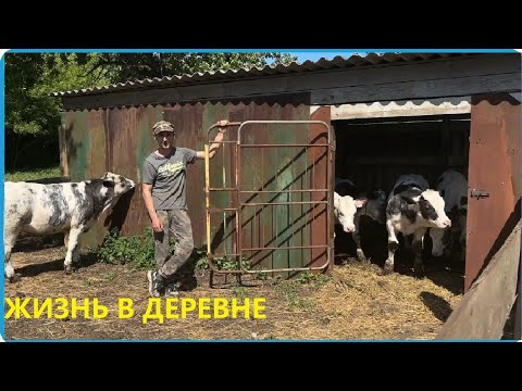 Видео: Выпустили телят в загон, с этого момента нам будет по проще, жизнь в деревне
