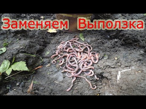 Видео: Наживка на сома. Замена выползку.