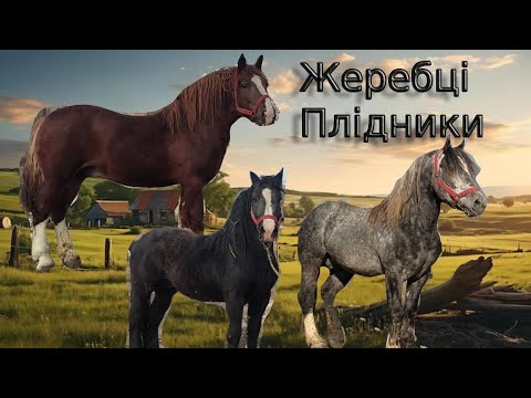 Видео: 🏆НАСЛІДНИК ХАРІ!!!🔊ЖЕРЕБЦІ ПЛІДНИКИ В НЕМИЧИНЦЯХ🔥🔥🔥 .