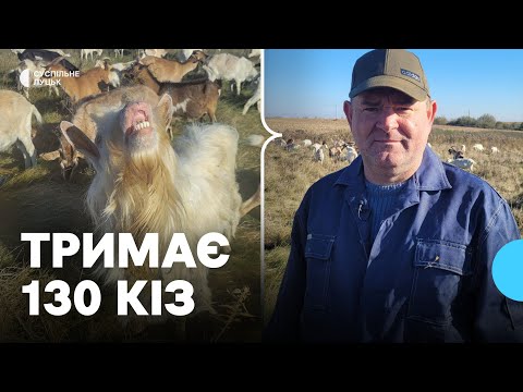 Видео: Фермер Ігор Савчук із села Хорлупи 8 років займається розведенням кіз