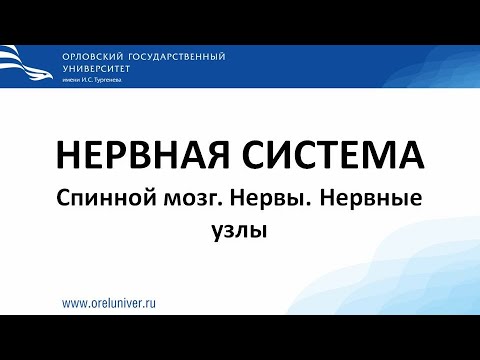 Видео: Нервы. Нервные узлы. Спинной мозг