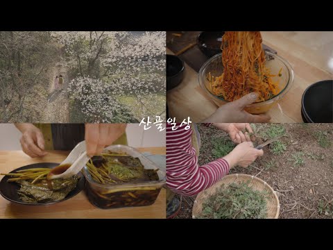 Видео: Овощные блюда, возвещающие о начале корейской весны/видео о корейской деревне/пастушья сумка/полынь