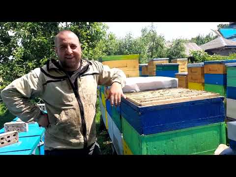 Видео: Як працюють матки скленар від ліпатовп