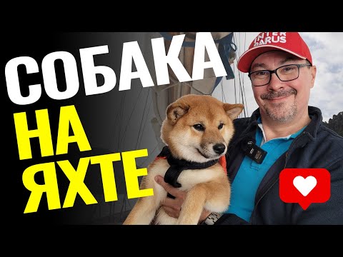 Видео: Собака на яхте: безопасность, советы, гаджеты и спасательные средства