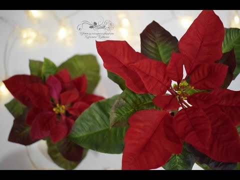Видео: Как сделать пуансеттию из холодного фарфора (мастер-класс и обзор инструментов)