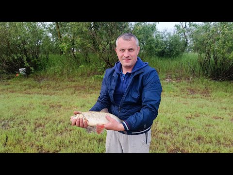 Видео: Рыбалка в Беларуси! Июнь 2025г река Припять район Повчина! Отдых и рыбалка!