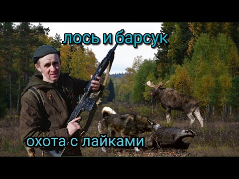 Видео: Охота в тайге с лайками - барсук и нежданный лось