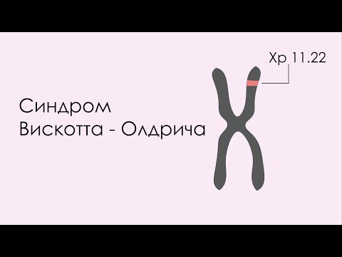 Видео: "Синдром Вискотта - Олдрича" Заседание СНК от 07.12.2021