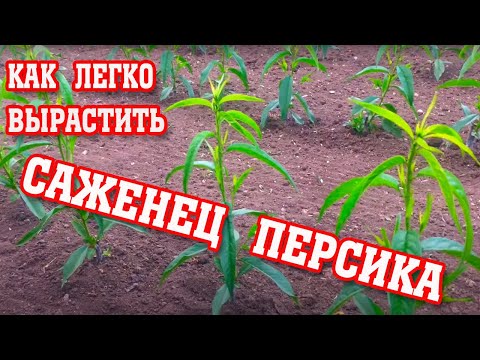 Видео: Как вырастить саженец персика с нуля / Весенние работы с окулировкой / peach seedling from scratch