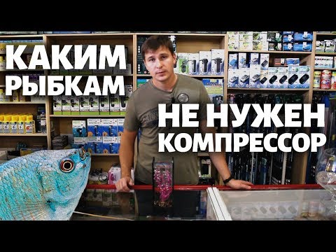 Видео: Какие рыбки живут без кислорода?