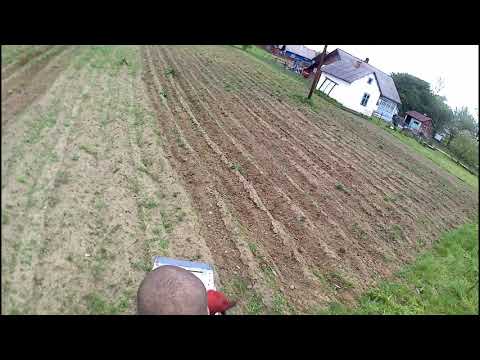 Видео: ХТЗ Т-012. Борьба с сорняками.