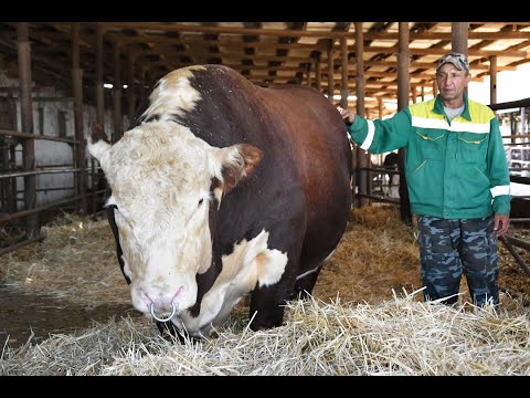 Видео: Быки на откорме. Быки Герефорды. Быки самые большие. Быки и коровы.
