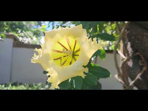 Видео: Ларго ботанический сад .Флорида.