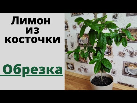 Видео: Формирование кроны лимона, выращенного из косточки, чтобы плодоносил.