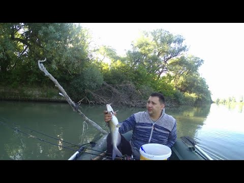Видео: река Кубань рыбалка .ловля сома в Кубани.рыбалка на кубани.сом на печень.