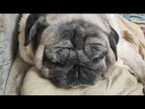 Видео: До Спартакиады лечение зуба. Вишнёвый пирог. Собаки мопсы. 28.01-03.02. 2025