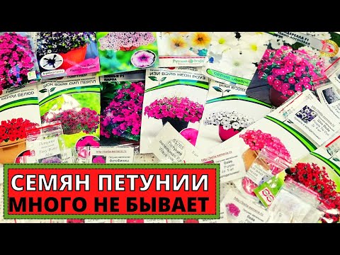 Видео: ПЕТУНИИ профессиональные семена. Мой выбор на следующий год. Где купила и почему?