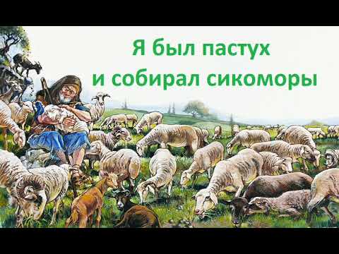 Видео: Я был пастух и собирал сикоморы