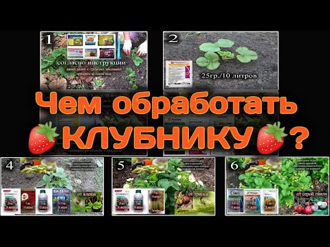 Видео: Чем обработать 🍓КЛУБНИКУ🍓 от клеща, от трипса, от вредителей и болезней. Belklubnika.by