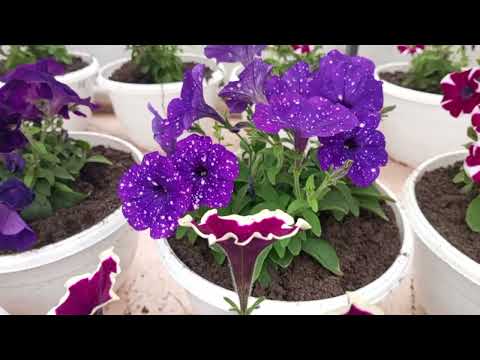 Видео: Обзор черенка на остатке.