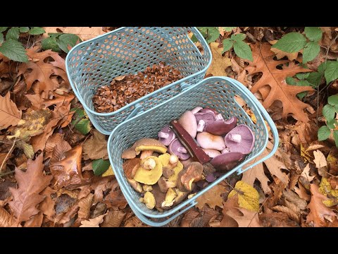 Видео: Збираю пізньоосінні гриби та горіхи в кінці жовтня. Гриби на мурашнику. Квасолевий салат з рядовкою