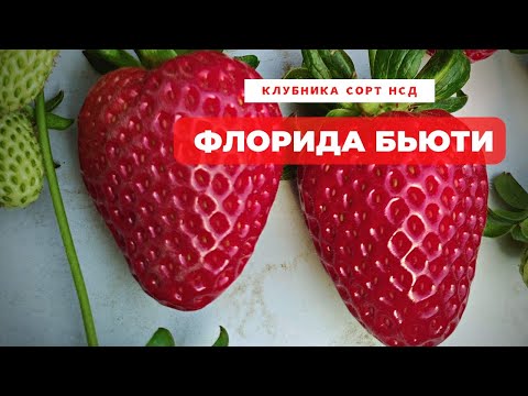 Видео: сорт клубники НСД Флорида бьюти