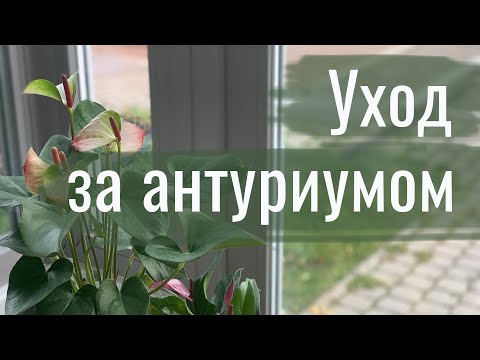 Видео: №23. Антуриум. Уход. Полив, пересадка, размещение.